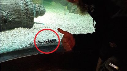 Sea Life Blankenberge verrast door geboorte bamboehaai