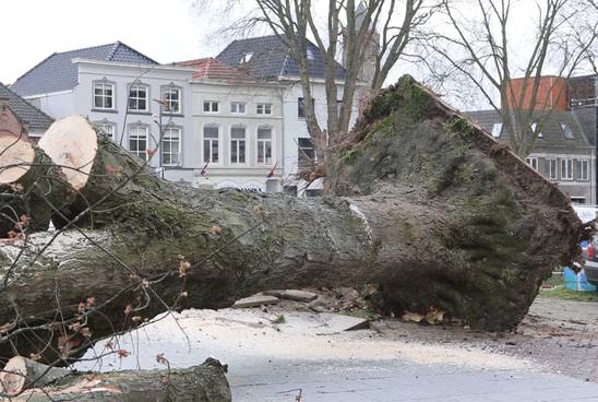 Omgewaaide boom valt op moeder en baby in kinderwagen
