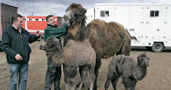 Dierentuin van Bert Roelofs op stapel in Appeltern: ‘Contact tussen bezoekers en dieren’