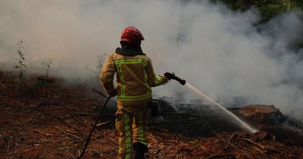 Kwart hectare bos verloren gegaan door brand bij Stiphout