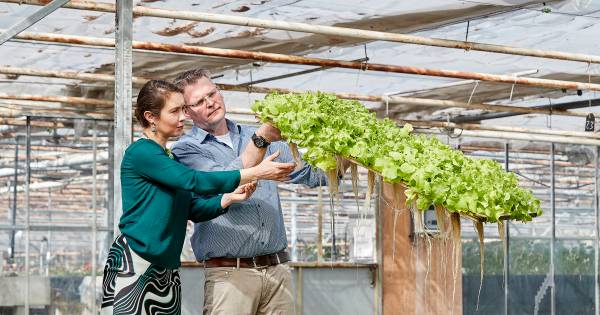 Brabantse boer pakt prijs door groenteteelt met vissenmest - De Gelderlander