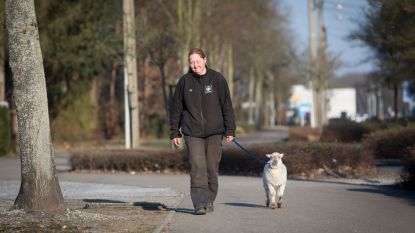 "Rustig aan leiband, deugniet in huis"