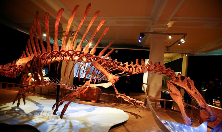 Het skelet van een Spinosaurus in het Natural History Museum in Berlin.