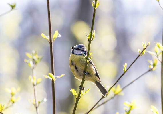Weersverwachting: wordt het nog lente de komende week (en met Pasen)?