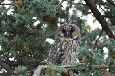 Fred heeft in zijn tuin in Westervoort een ransuilengezin: ‘Zo bijzonder dit’