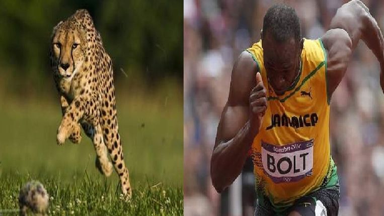 Sneller dan Usain Bolt: jachtluipaard verbreekt ...