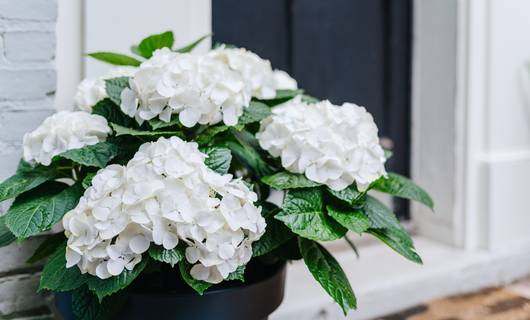 Hortensia’s op je balkon: zó pak je dat aan