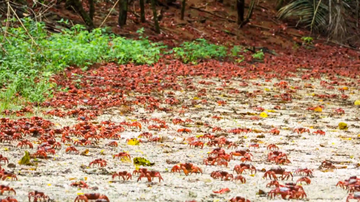Une île australienne envahie par des millions de crabes