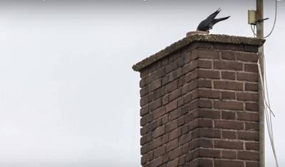Broedende kauw staat sloop tankstation in de weg