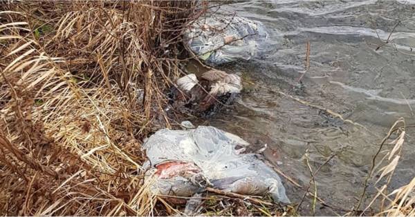 Tientallen ganzen opengesneden en dood achtergelaten in plastic zakken in Megen - BD.nl