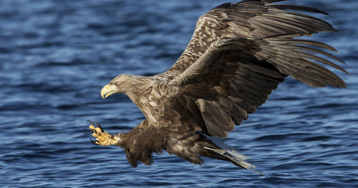 Zeearend gespot in Tolkamer, nu wachten op eerste broedpaar - De Gelderlander