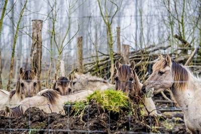 Geen Gelderse doorgang Oostvaardersplassen en de Veluwe