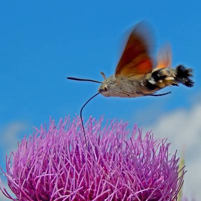 Kolibrievlinder overwintert nu ook in Nederland