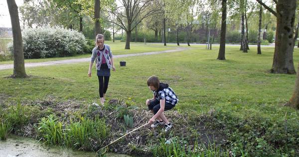 Enorm mozaïek van bloembollen in Wamels park