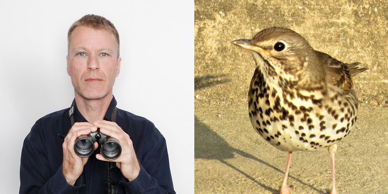 De start van het nieuwe seizoen: de wisselende melodieën van de zanglijster - Trouw