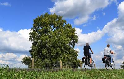 Populier van Opijnen lijkt behouden te kunnen worden