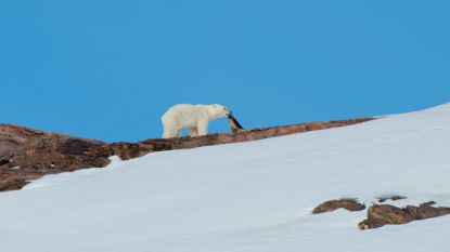 Hongerige ijsberen vaker op zoek naar voedsel in Groenlandse dorpen