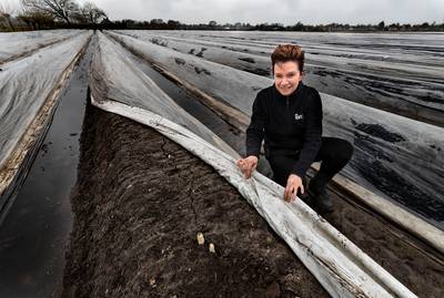 Het witte goud komt eraan; verwarmde aspergevelden leveren al