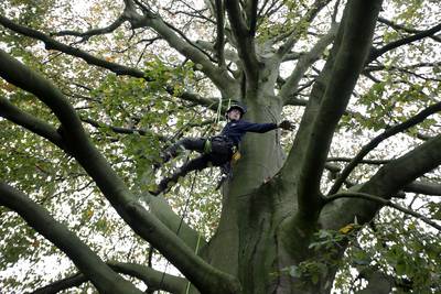 17-jarige Niels haalt dood hout uit 350 jaar oude beuk