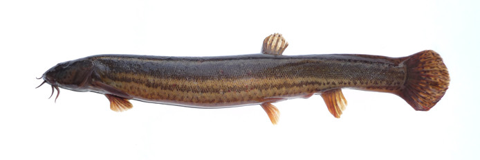 modderkruiper