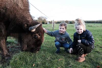 Katanka, een bizon van 600 kilo in de Loerbeekse wei