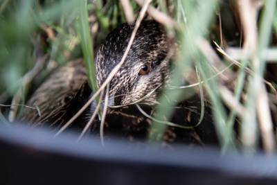 Eend Arthur broedt bij Nijmeegs café Camelot op echte stadskuikens