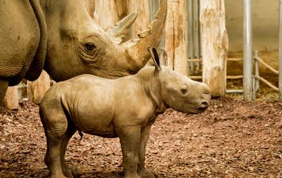 Burgers' Zoo verwacht snel een neushoornbaby