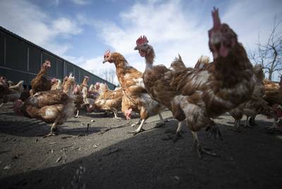 Vogelgriep geweken, kip mag na maand weer naar buiten