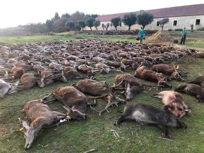 Portugal woest op Spaanse jagers die meer dan 500 herten en wilde zwijnen doden