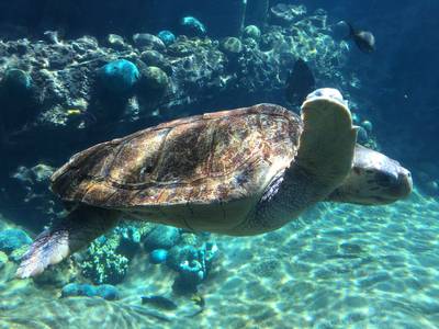 Honderden schildpadden sterven in oceaan bij El Salvador