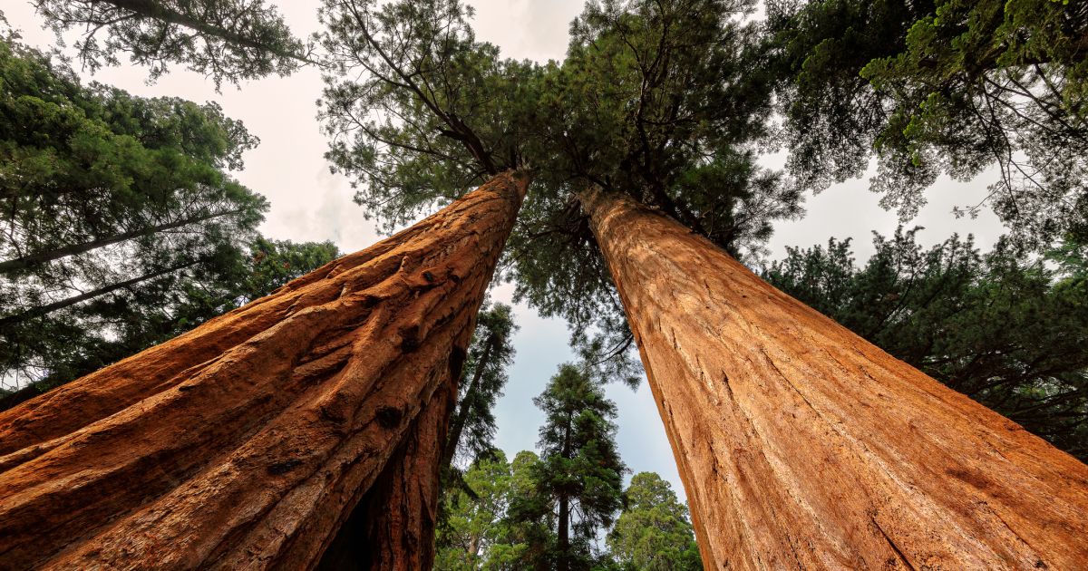 Het grootste sequoiabos buiten Californië komt naar Ierland - De Morgen