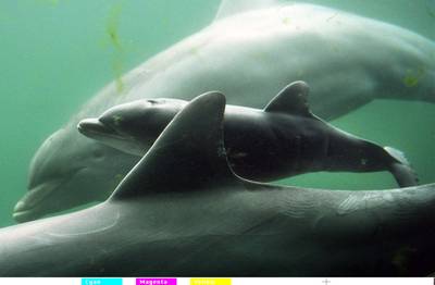 Italiaans onderzoek naar mysterieuze dood dolfijnen: mogelijk mazelen