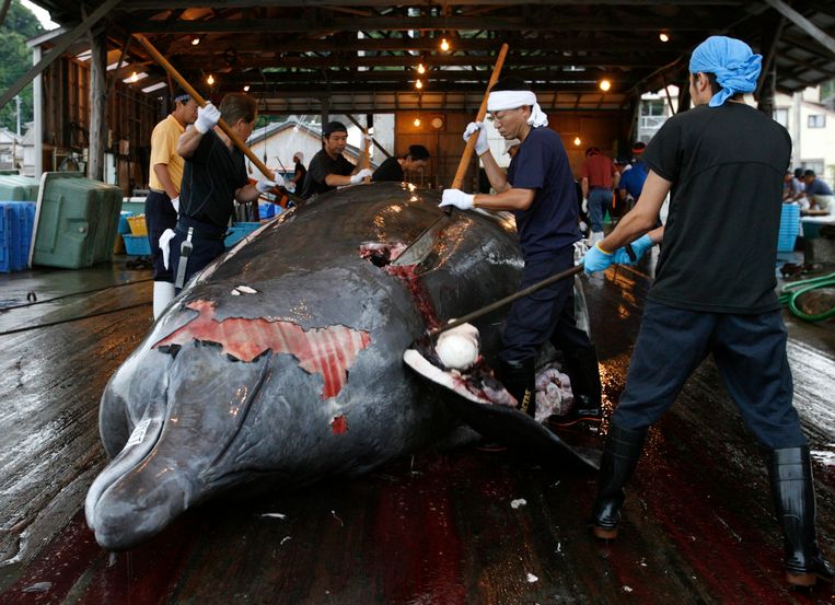 Afbeeldingsresultaat voor walvisjacht japan