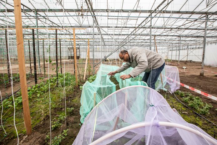 Ibrahim heeft een moestuintje bij Aad.