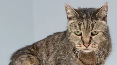 'Oudste kat ter wereld' Nutmeg (32) ingeslapen