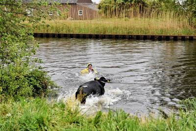 Acht losgebroken koeien zetten gebied tussen Haghorst en Oirschot op stelten