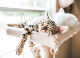 Déze 10 kattenrassen verharen (bijna) niet