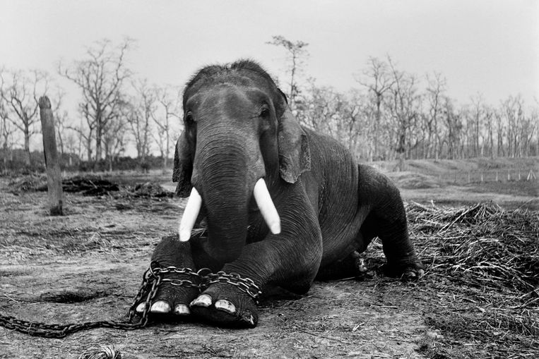 Deze olifant blijft tot zijn dood geketend in een park in Nepal. Als straf, omdat hij vijf olifantendrijvers doodde.