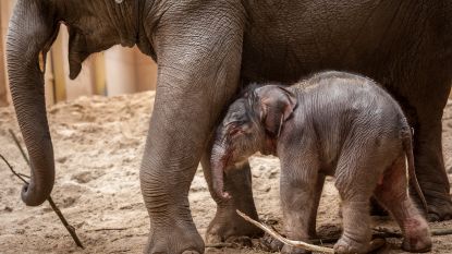 Baby van Kai-Mook is allicht een mannetje en zoekt nog een naam