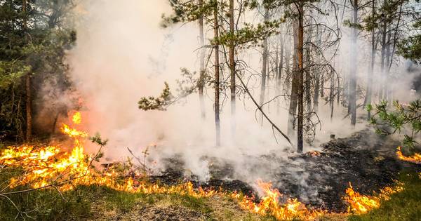 Natuurbrand in Milheeze onder controle na hele nacht blussen