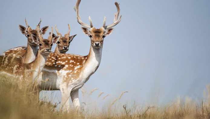 Volgens de provincie is er slechts plek voor 800 herten in de Amsterdamse Waterleidingduinen.