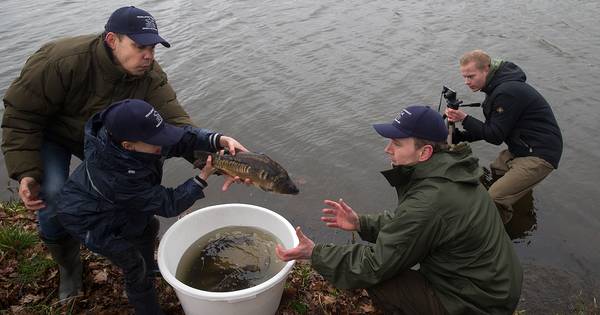 Karper is terug in Westendorpse Bielheimerbeek | Oude IJsselstreek - De Gelderlander