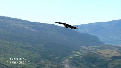 7. Un vautour remit en liberté