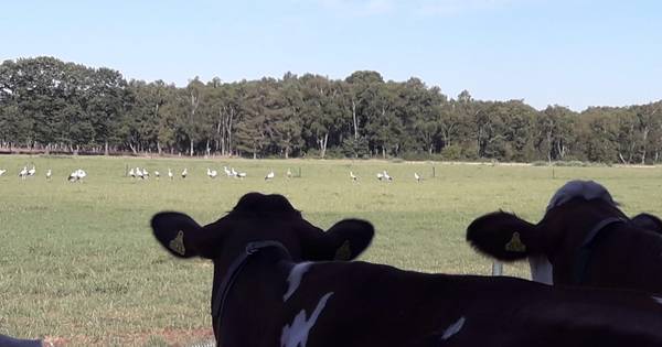 Koeien moeten wei delen met ooievaars in Helenaveen