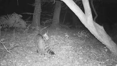 De wilde kat maakt een comeback in Nederland