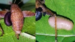 De horror der natuur: parasiet kruipt uit 'gastvrije' krekel