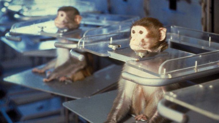 Apen in een testlabo (archiefbeeld).