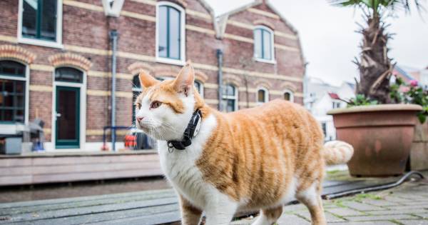 Met Een Gps Tracker Weet Je Altijd Wat Je Kat Of Hond Uitspookt
