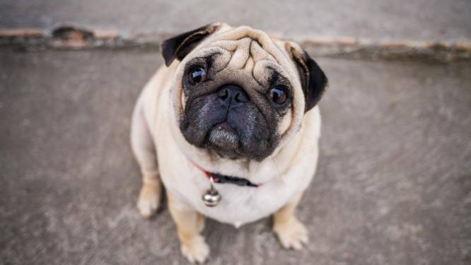 Opinie Designerhonden Laat Je Niet Verleiden Door Hoog Fluffygehalte Dieren Hln Be