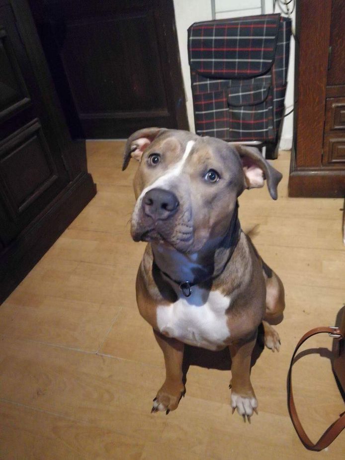 Baasje Laat Hond Inslapen Op Vraag Van Politie Na Bijtincident Met Kleuter Houthalen Helchteren Hln Be